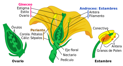 flortes parte de la plantas