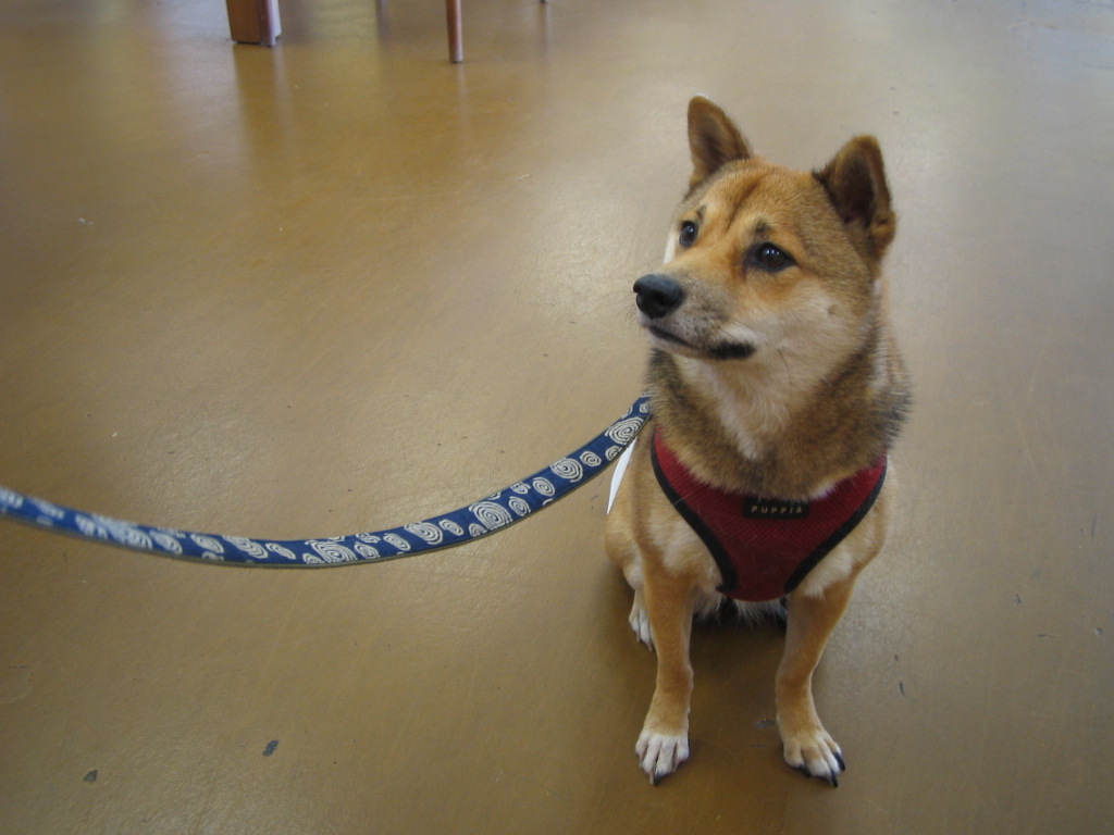 Venicepets TODAY S CUSTOMER MARI SHIBA INU