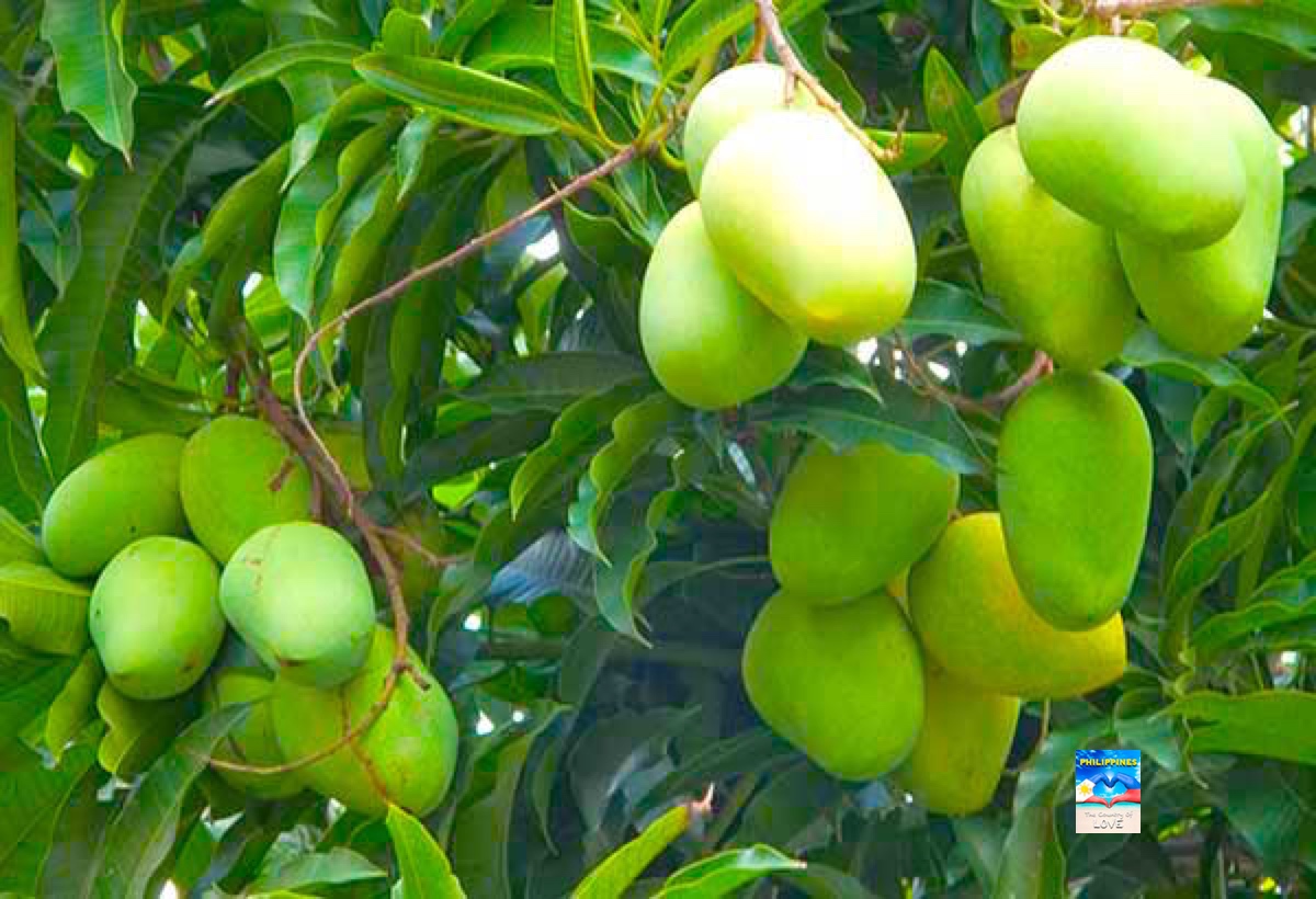 WORLD'S SWEETEST MANGO AND SWEETEST FRUIT PHILIPPINE CARABAO MANGO