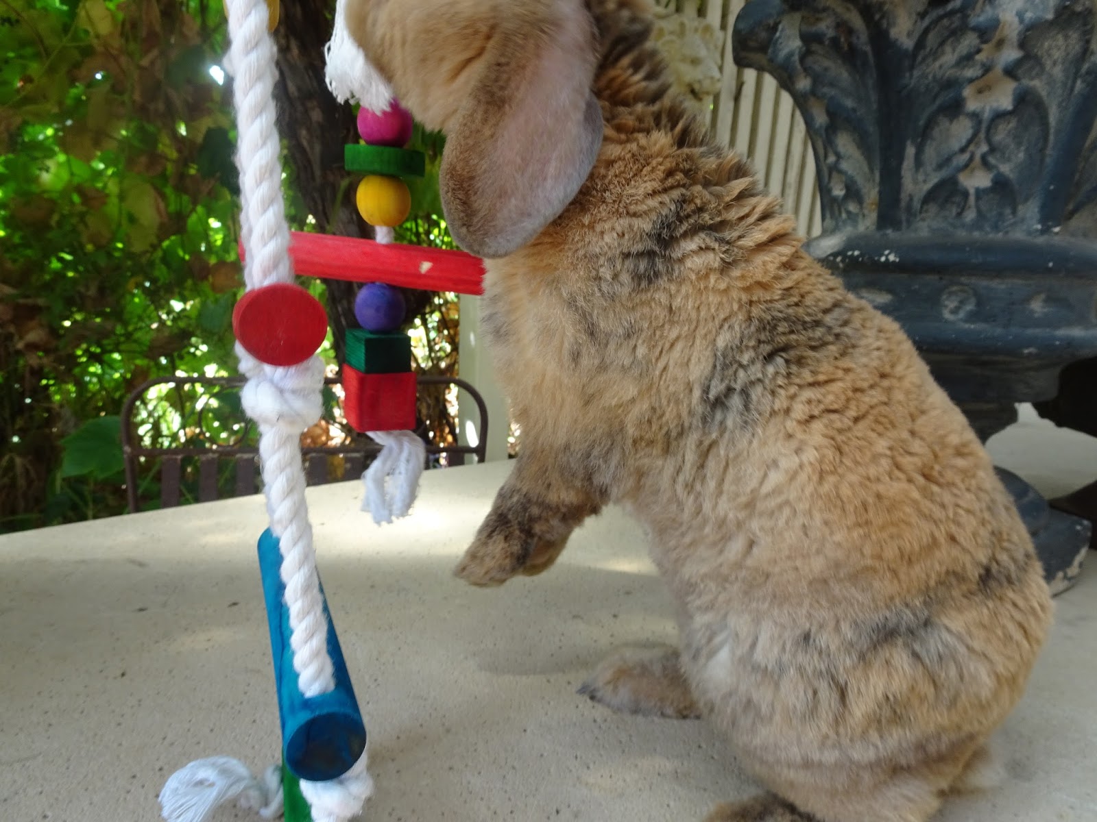 Where I Buy Rabbit Toys/Training Gear Oria