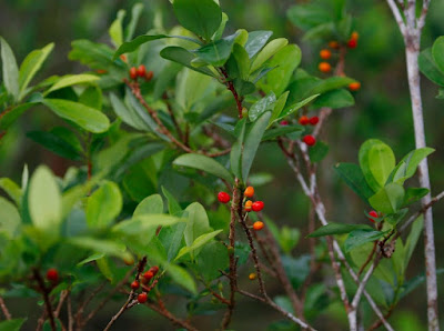 Daun kokain cocain pada pembuatan coca cola Siapa penyerang dan pengguna minuman coca cola