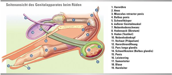 Frohe Eiersuche II )