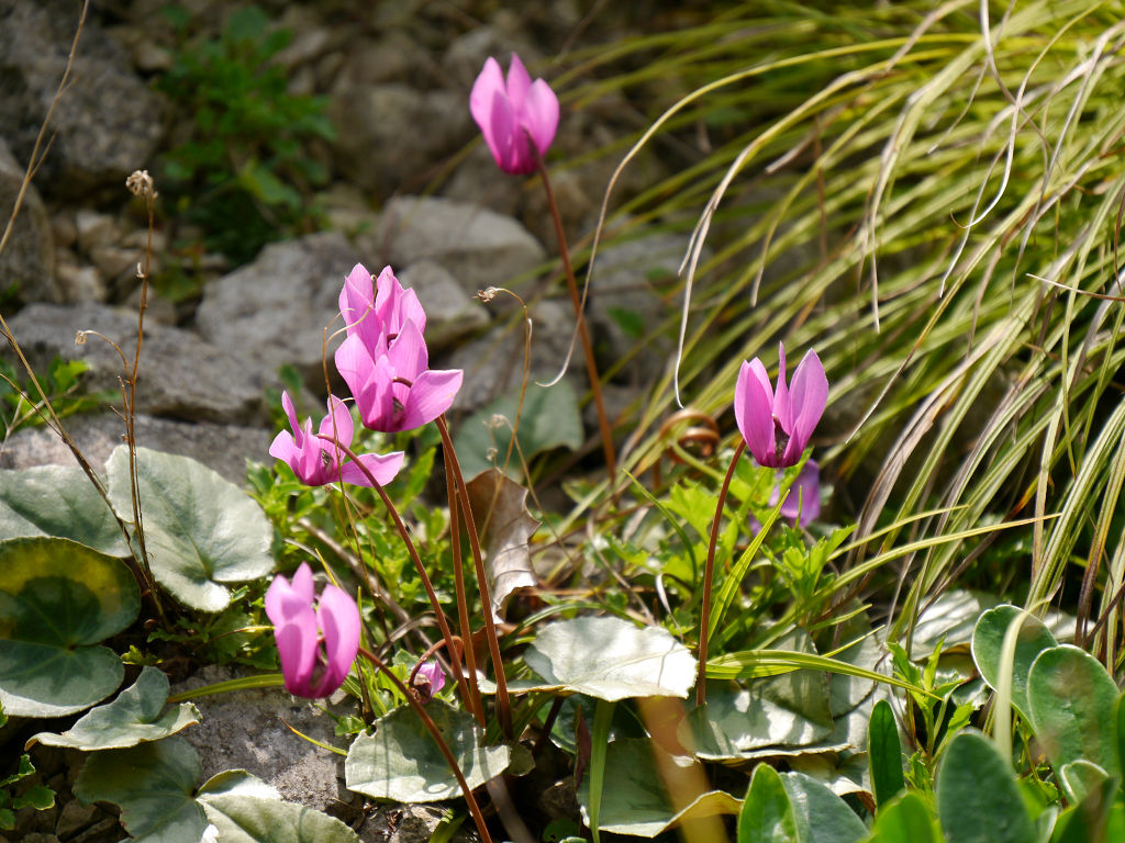 Lovely Flowers Ein Blumen Workshop In Munchen Mit Anastasia Benko Und Das Bluhende Leben Auf Meinem Esstisch Mit Einem Herbstlichen Bluten Feuerwerk Mammilade