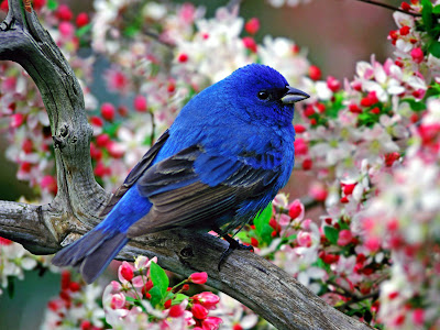 Pajarillos de colores en el paraíso (Aves Bonitas)