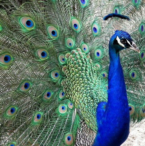 Southern Secrets Carolina Style Visit the Exotic Birds in Scotland