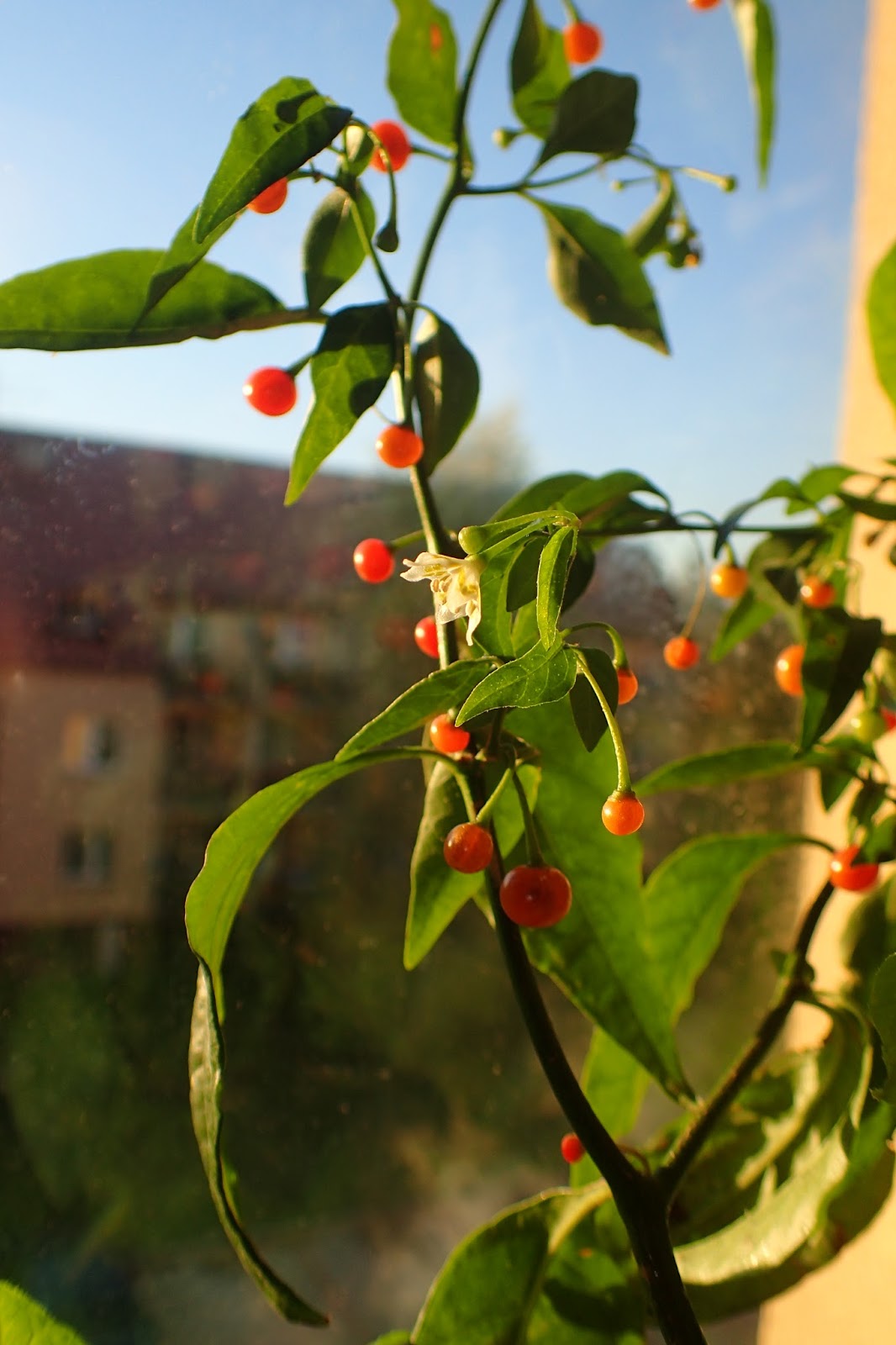 Scirpidiella's Plants Hardy Chili (Capsicum flexuosum)