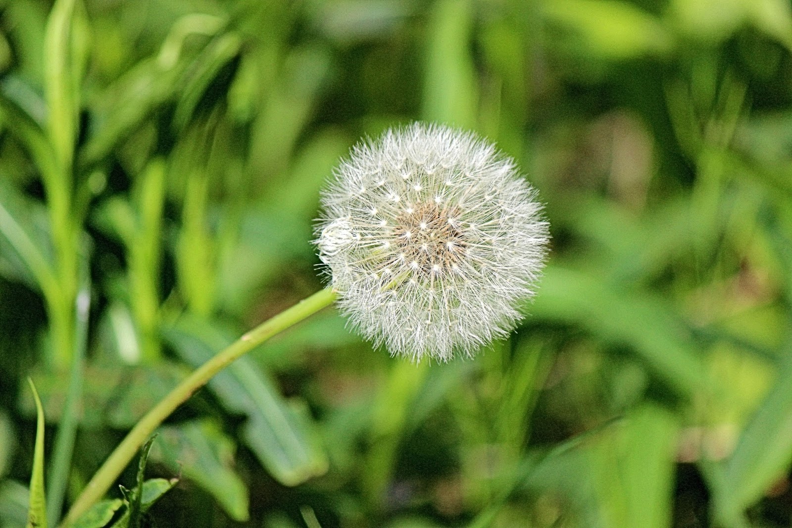 dandelion_greens.jpg dandelion_greens.jpg