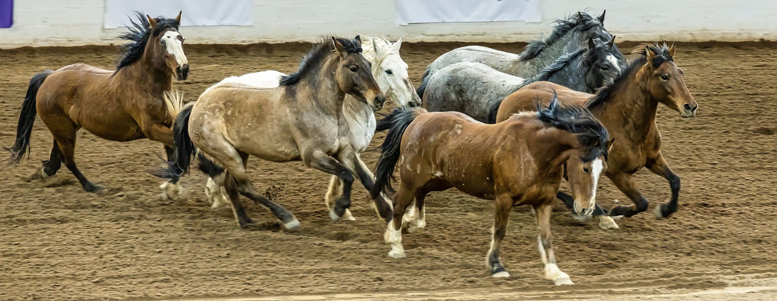 James Gordon Patterson Photography Scottsdale Parada del Sol Rodeo 8