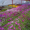Bunga Matahari Cameron Highland : Taman Bunga Lavender Cameron Highland-Aiskrim Lavender? - Cameron highlands resort, tanah rata.