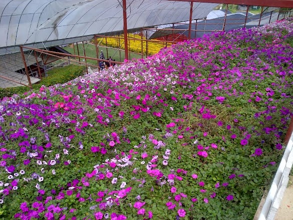 Bunga Matahari Cameron Highland : Taman Bunga Lavender Cameron Highland-Aiskrim Lavender? - Cameron highlands resort, tanah rata.