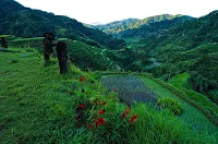 Three Ifugao Bululs Watching 