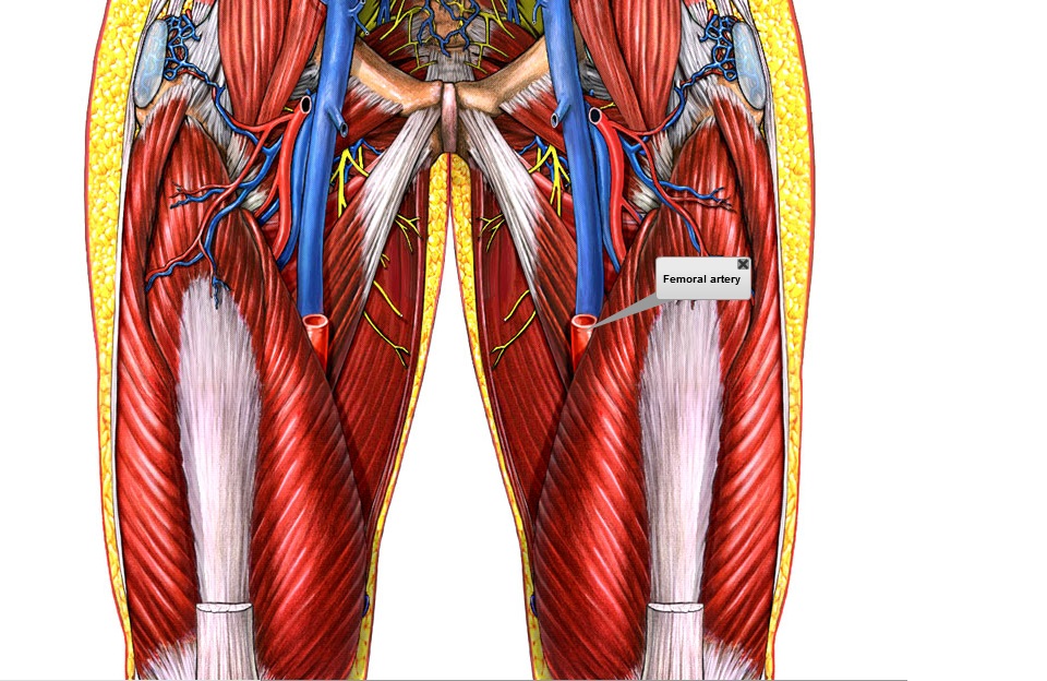 Arteria Femoralis Anatomie Verlauf Topographie Ste