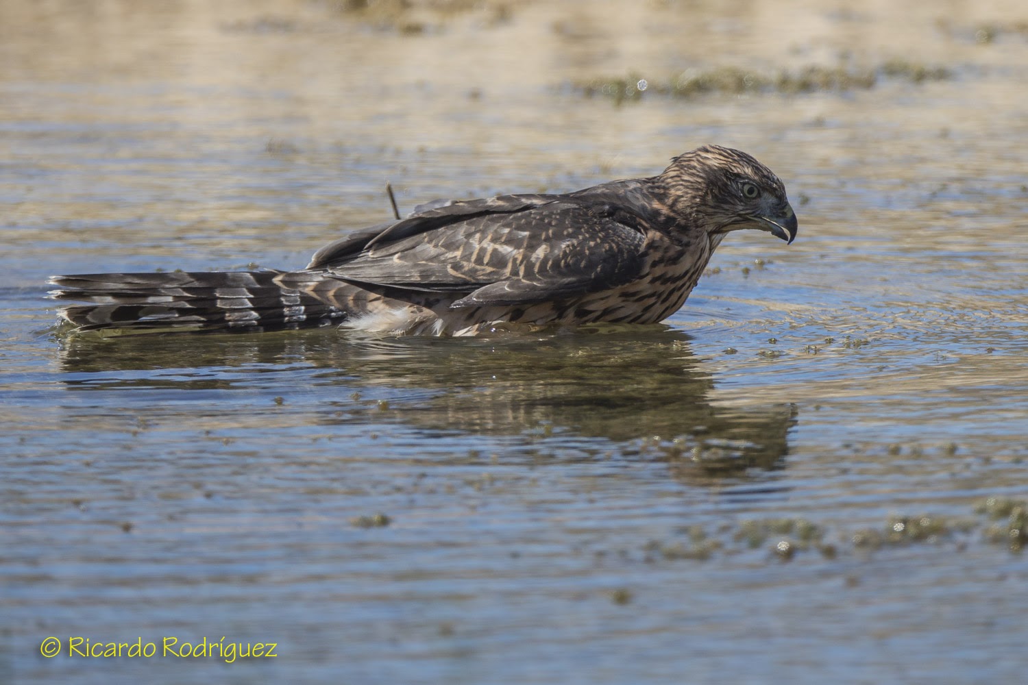Aves Ricardo Rodriguez Azor juvenil