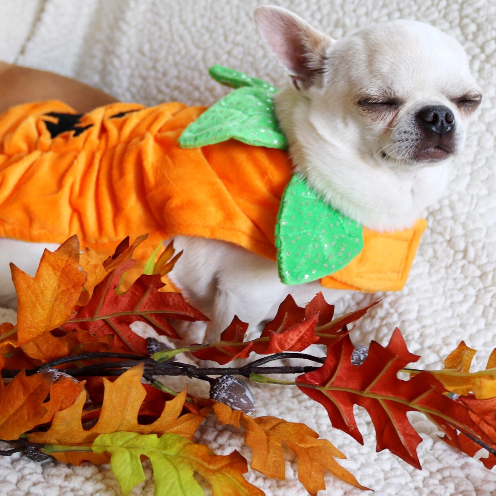 Dogs Dress Up For Halloween Sarahs Life And Style