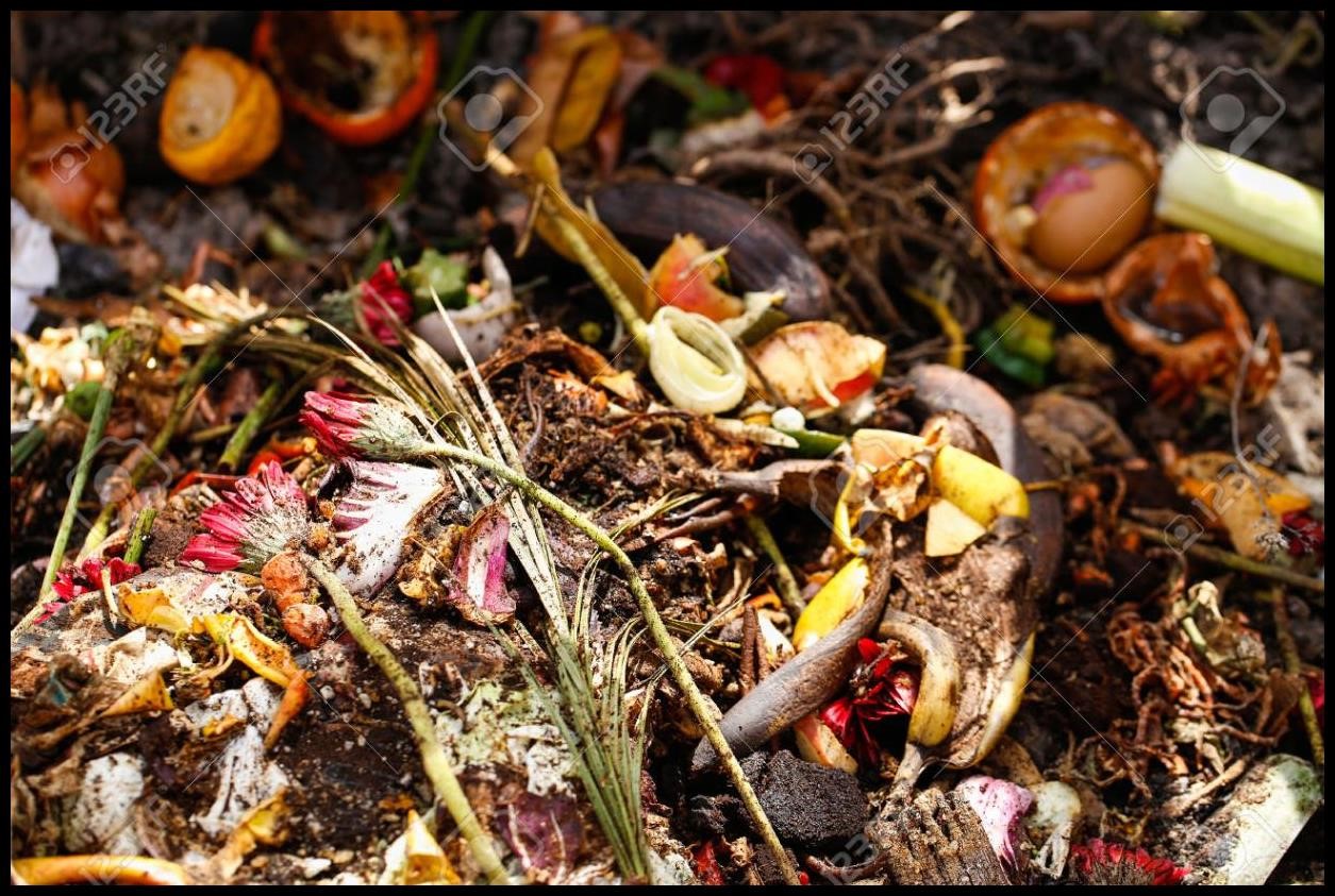 16 Composting Kitchen Waste MSX8 TWILA OLIVER'S BLOG