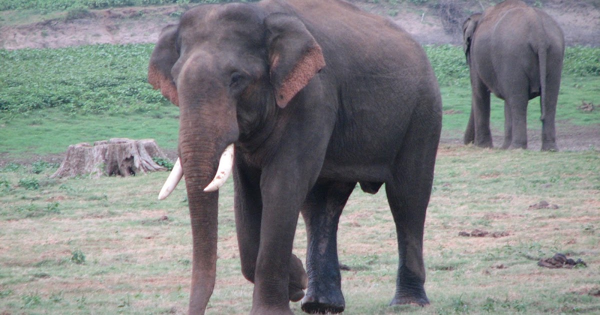 INDIAN TOUR: INDIAN ELEPHANT HD IMAGE