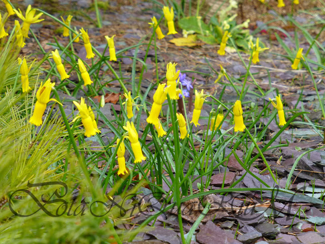Botaniquarium - Narcissus cyclamineus on slate