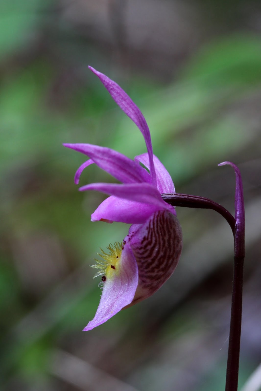 Native Orchids of the Pacific Northwest and the Canadian Rockies (and
