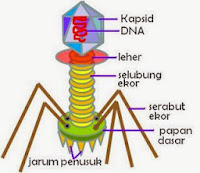 Makalah Biologi Tentang Virus Makalah Biologi Tentang Virus