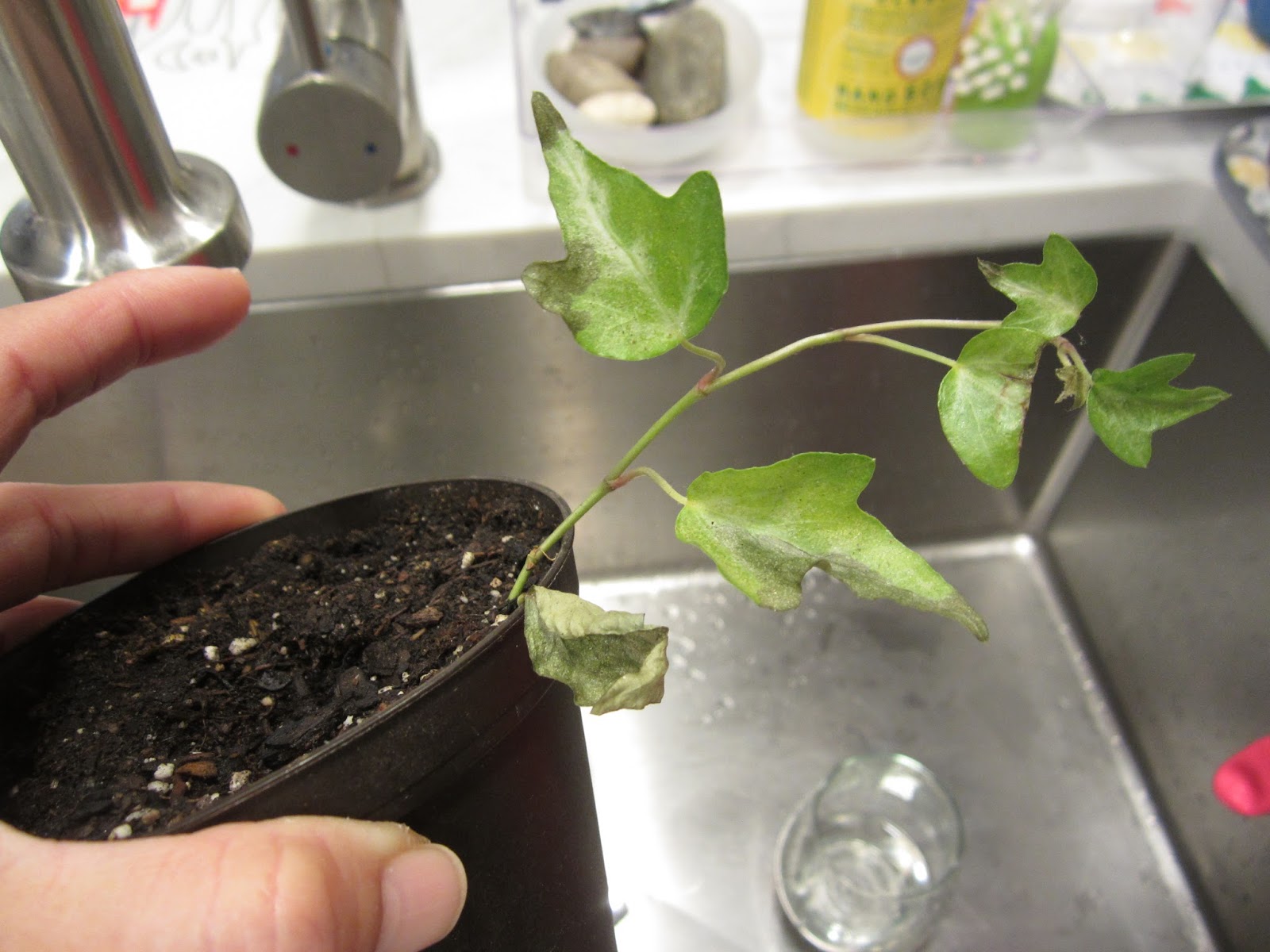Cindy On Tour Plants Update