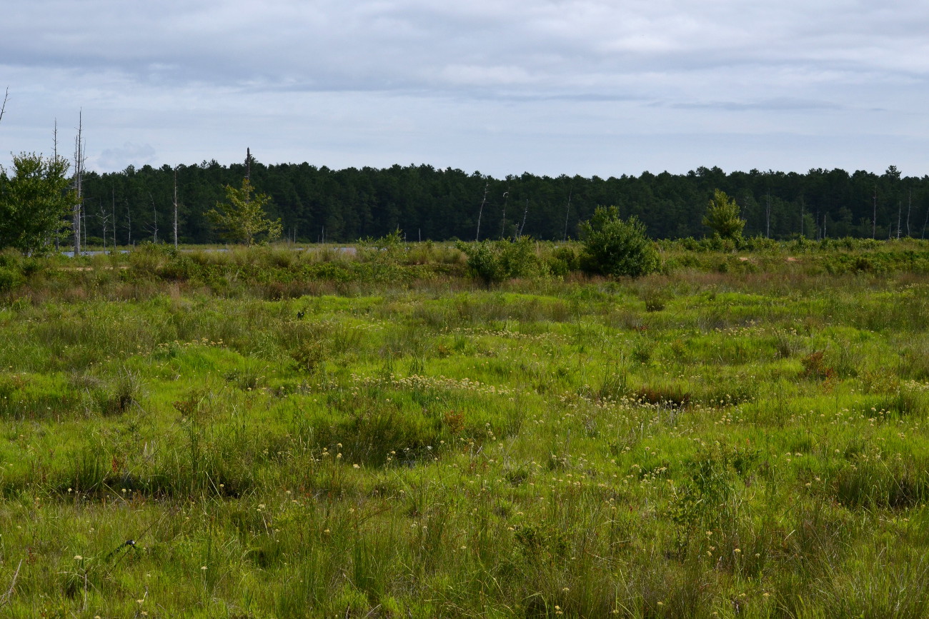Woods Walks and Wildlife Summer in a Pine Barrens Bog