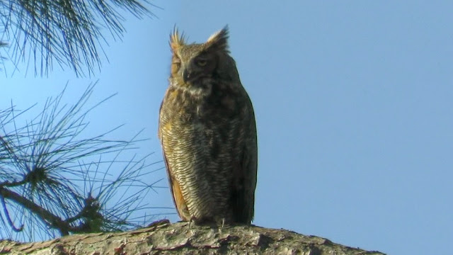 Great Horned Owl