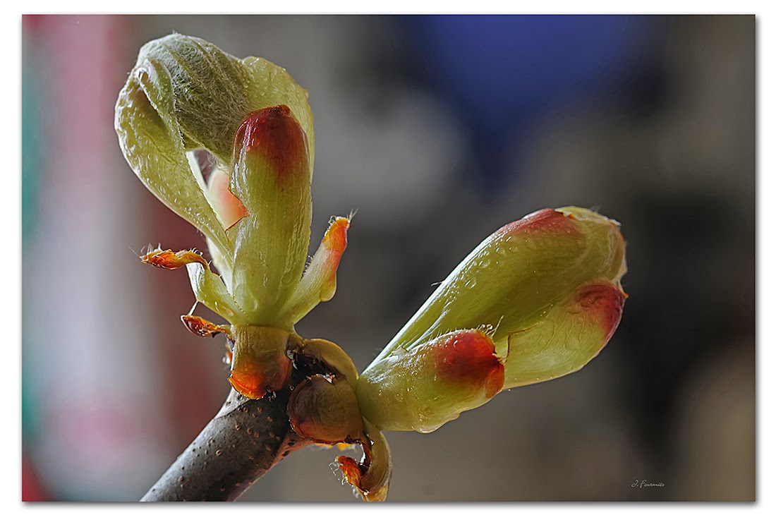 Photos nature Bourgeons de marronnier