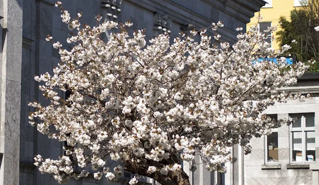 Blooming tree in Cork City Ireland