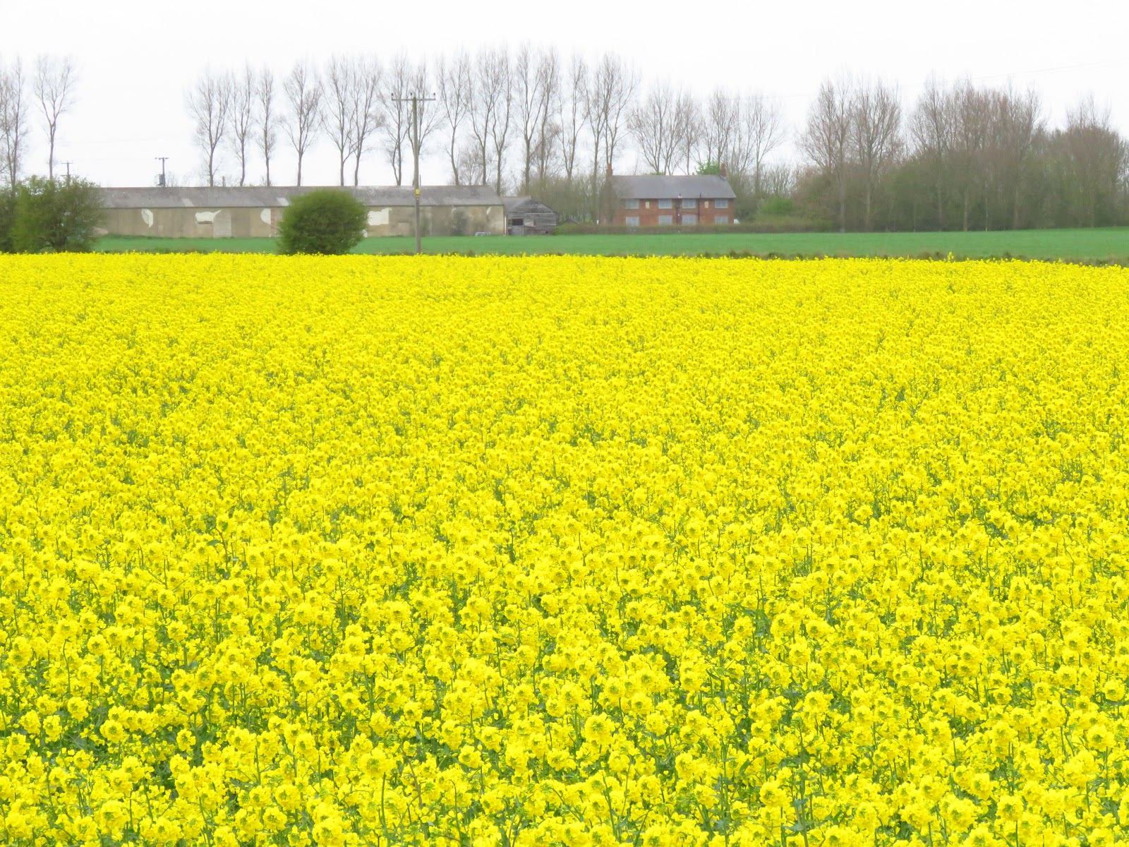 Wild at Hull Walking the Humber. Stage 12. Sunk Island East