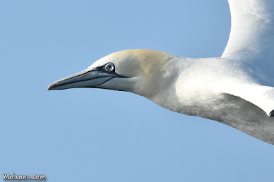 Mascarell (Morus bassanus)