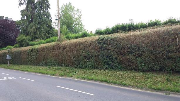 HEDGE.jpg