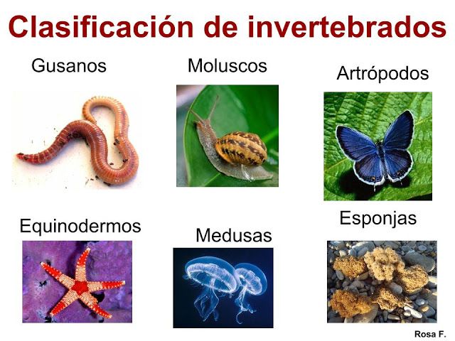 Imagenes Animales Invertebrados