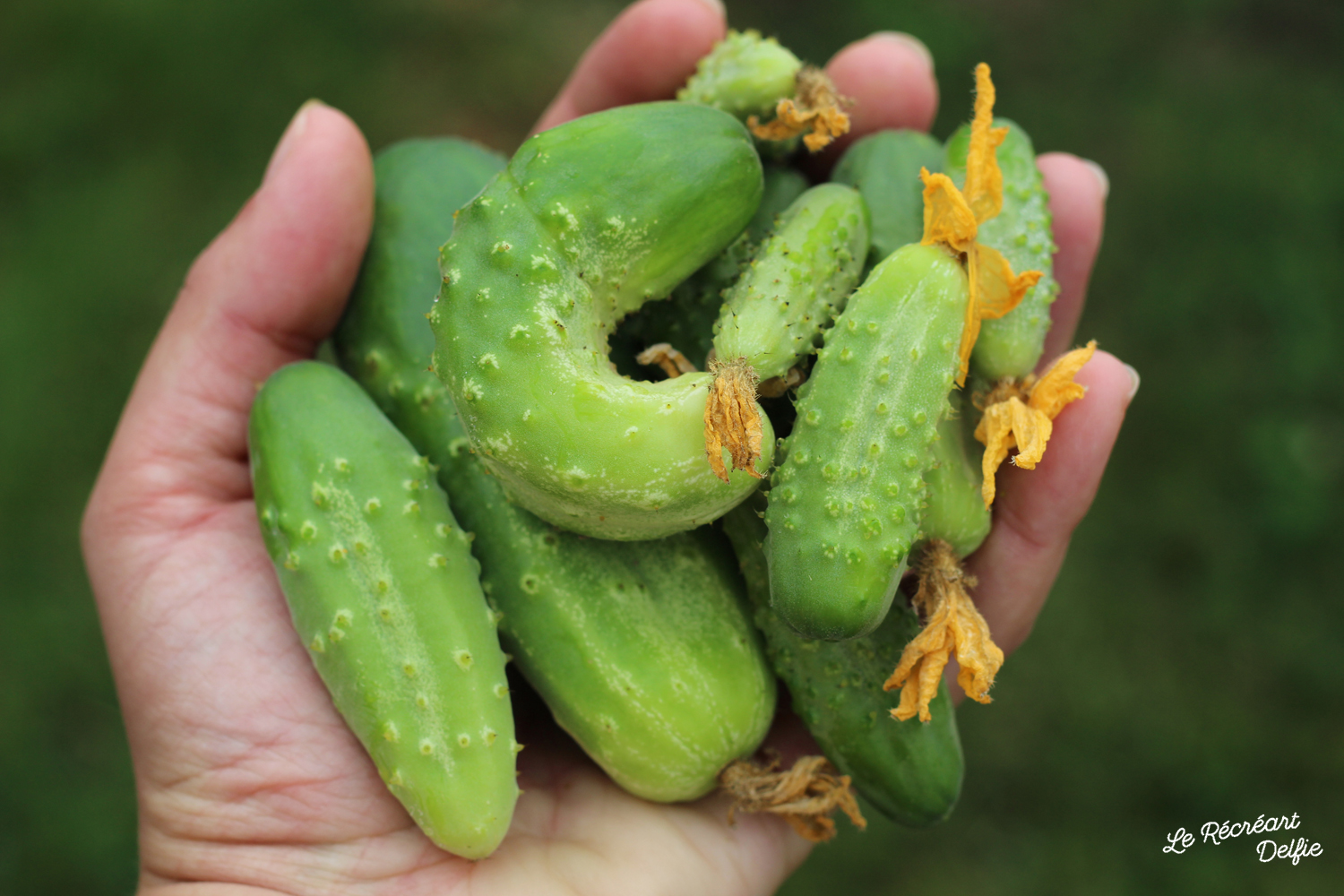 Conserves de Cornichons au vinaigre fait maison Le Récréart Delfie