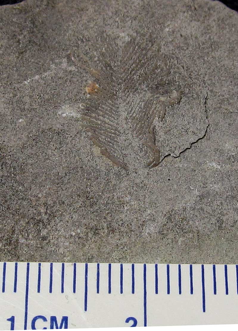 Louisville Fossils and Beyond Unidentified Crinoid Pinnules Fossil