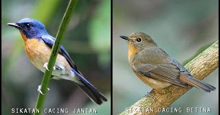 26++ Burung tledekan bakau terupdate