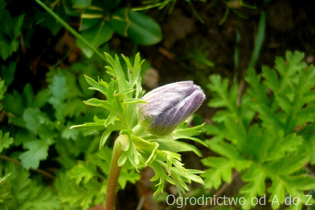 Zawilec wieńcowy Anemone coronaria
