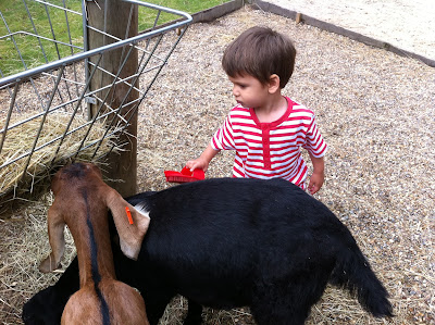 Chessington World of Adventures feeding a goat