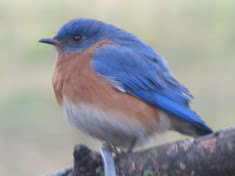 I love bluebirds!
