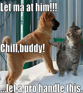 Top Funny Dog and Cat Pictures with Captions