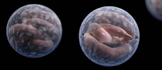 protozoa cryptosporidium yang dilaporkan ditemukan di air minum tanpa filter UV