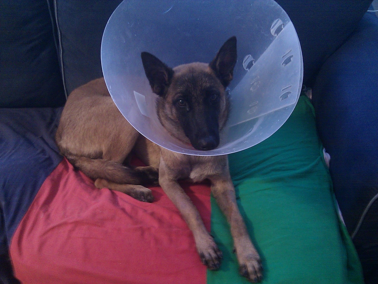 Mercy der Social Media Hund Fäden ziehen