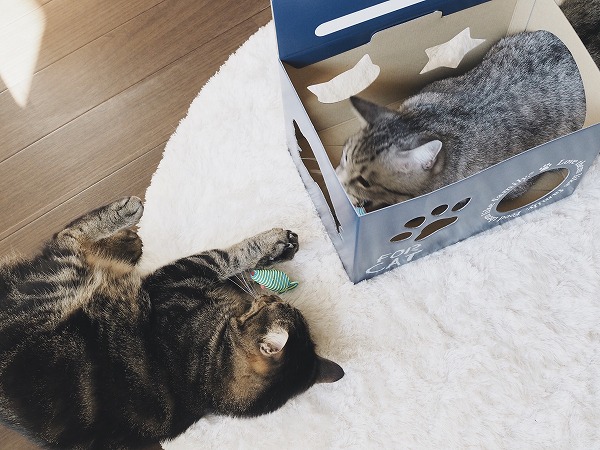 ねずみのおもちゃで戯れるサバトラ猫とキジトラ猫