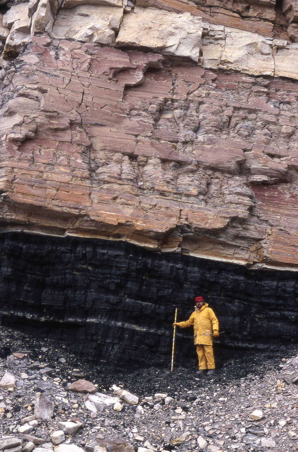 daily timewaster Coal and plant fossils in Antarctica