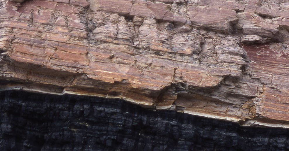 daily timewaster Coal and plant fossils in Antarctica