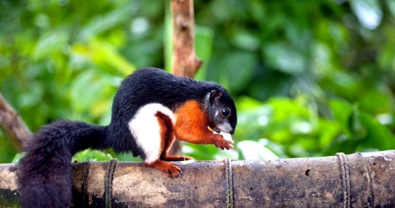 Hewan Unik Tupai Tiga Warna Dilengkapi Ciri Ciri Perawatan dan Videonya