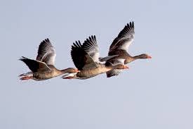 * FLYING GOOSES *