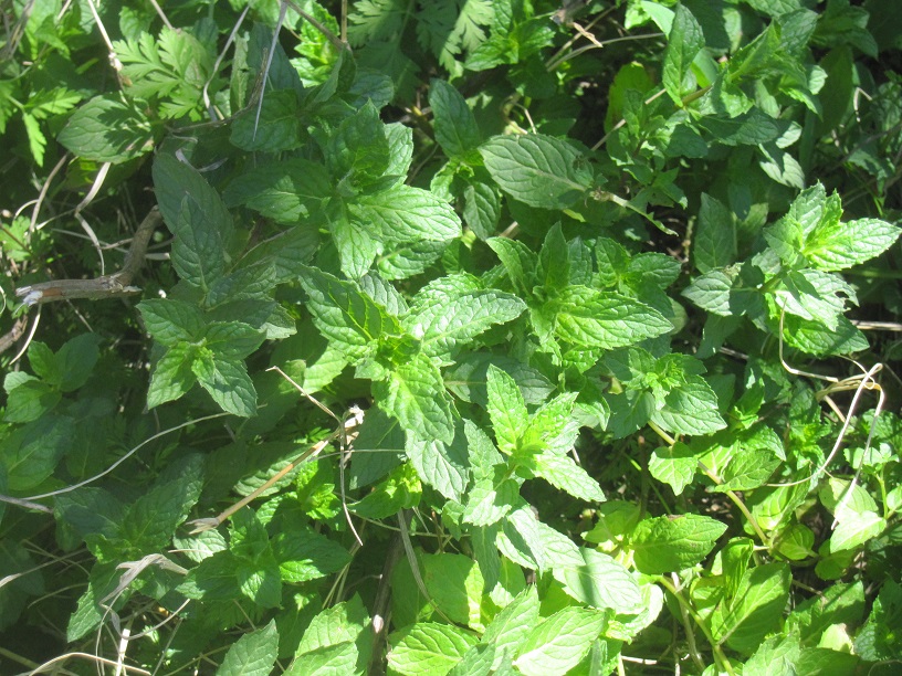 Texoma Gardening Growing Peppermint in North Texas