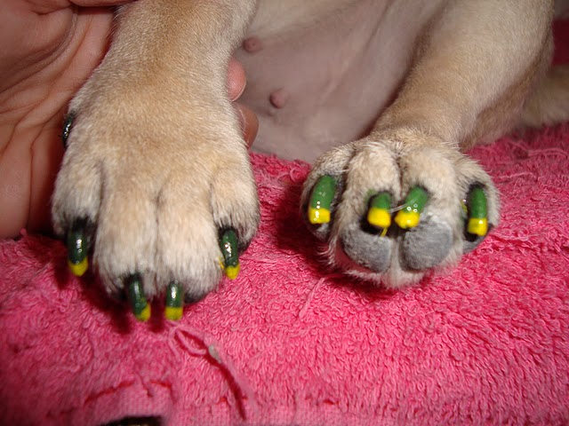 mascotas con las uñas pintadas