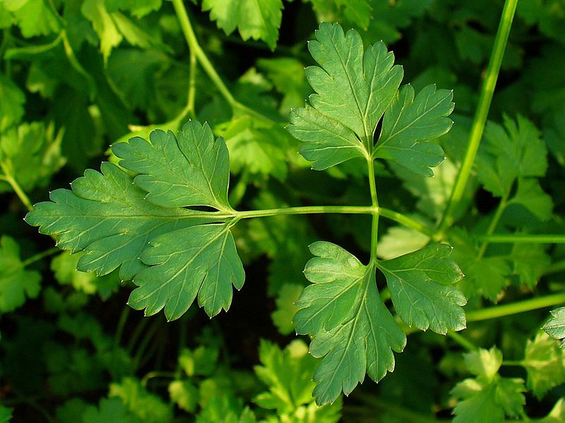 Parsley Facts