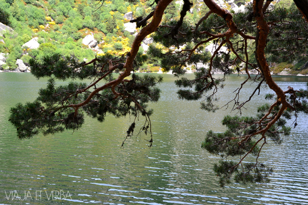 Vegetacion en la Laguna Negra, Soria. Por Viaja et verba